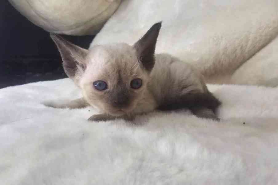 Koťátka Devon Rex - foto 2