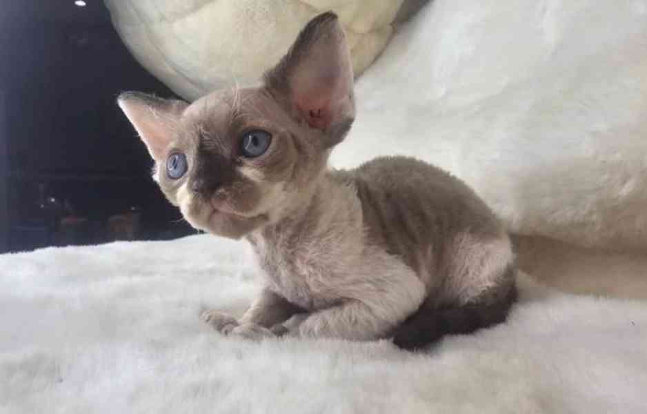 Koťátka Devon Rex - foto 1