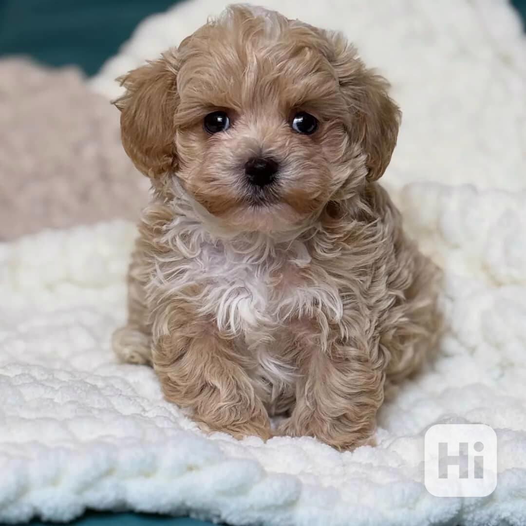 Tato rozkošná štěňátka maltipoo – kluci i holčičky - foto 1