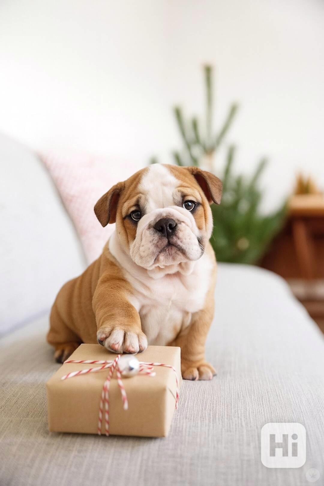 Zdarma  dárek štěňata anglického buldoka k adopci  - foto 1