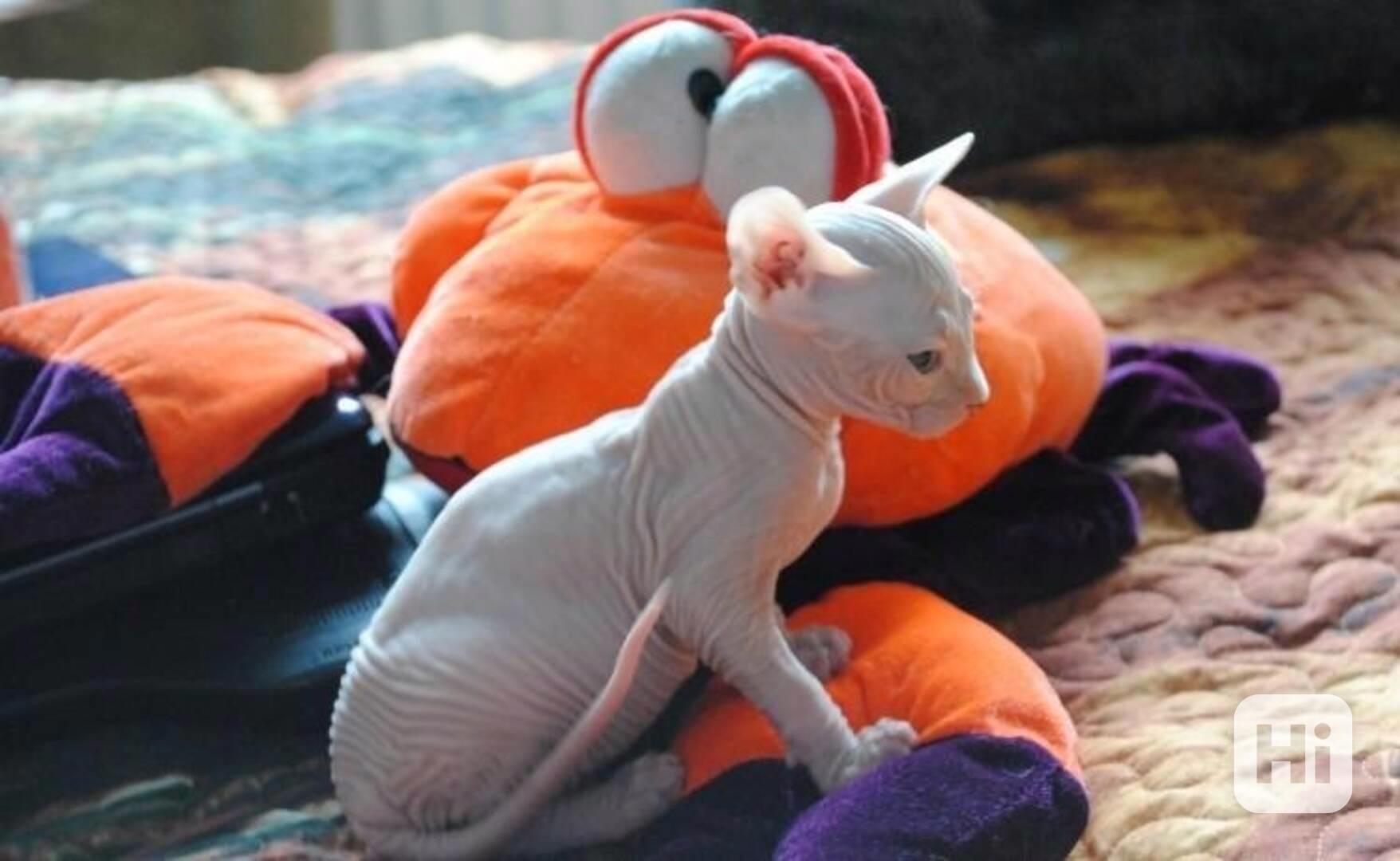 SPHYNX koťátka S PP - foto 1