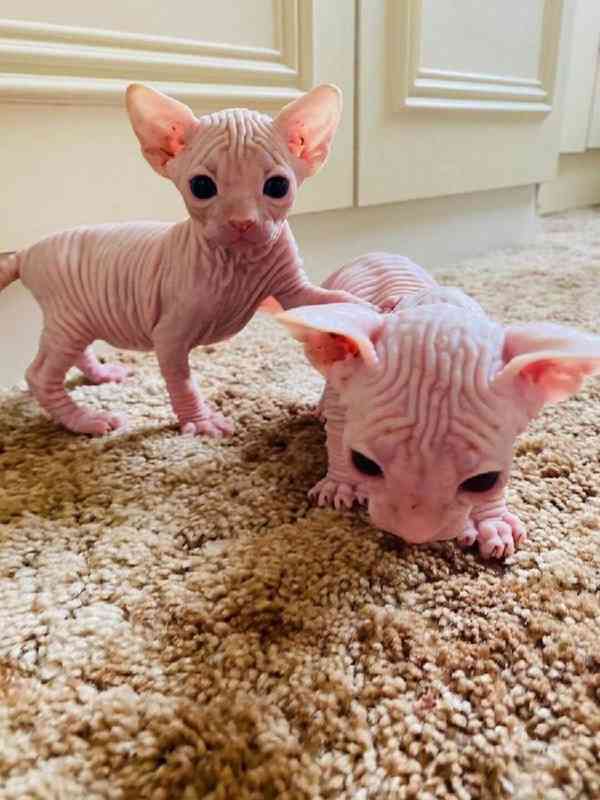 SPHYNX koťátka S PP - foto 3