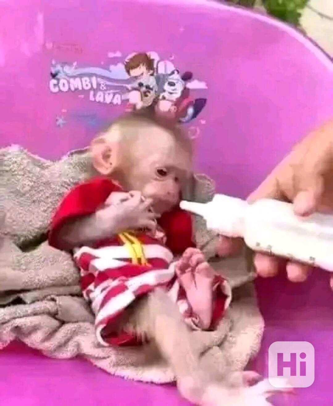  Super jemné kapucínky - foto 1