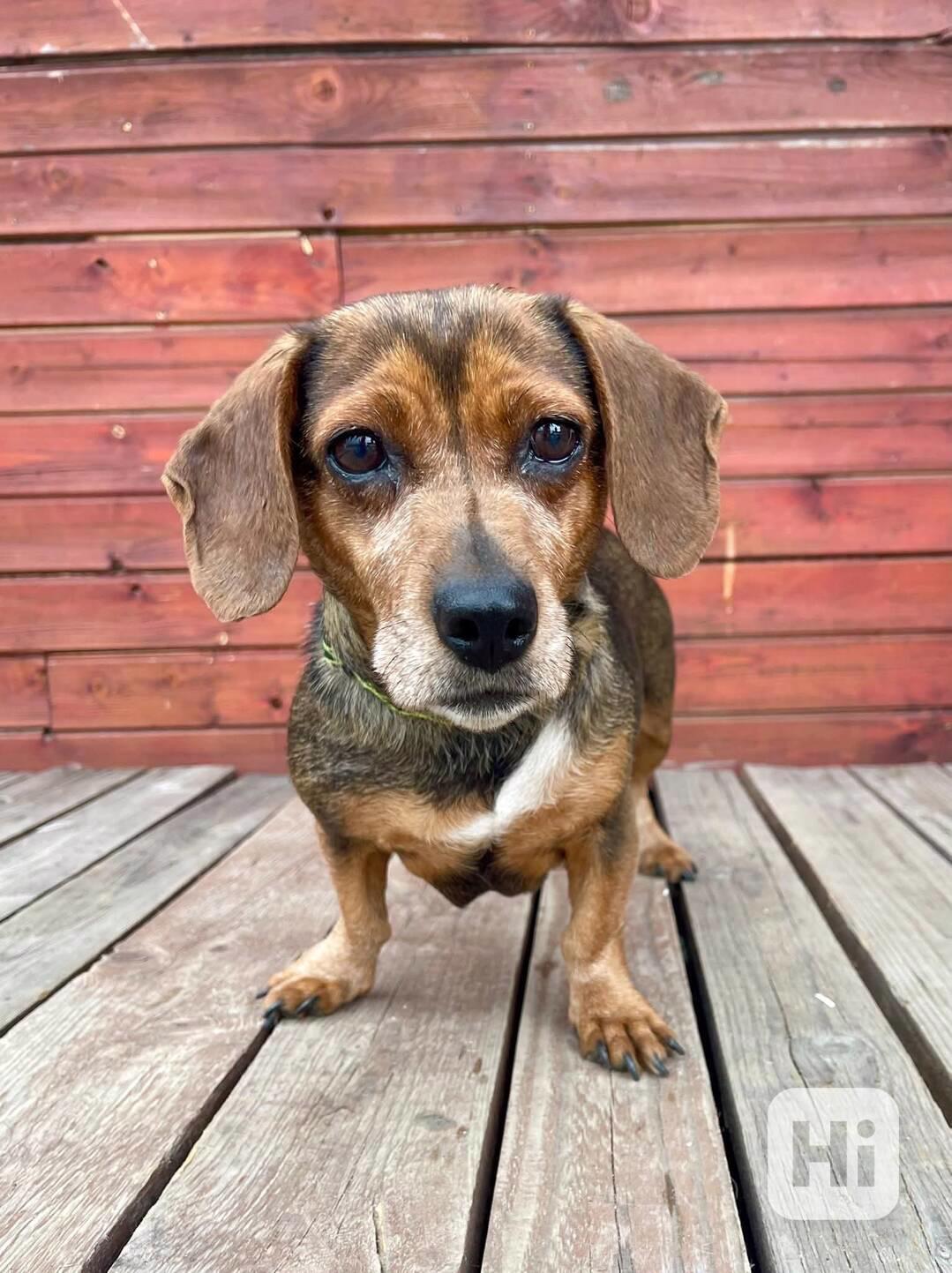 MISSY - 9 kg, fenečka 8 let  - foto 1
