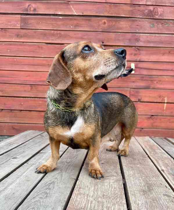 MISSY - 9 kg, fenečka 8 let  - foto 4