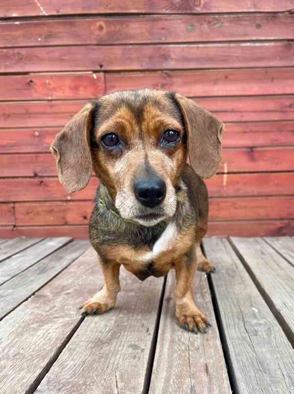 MISSY - 9 kg, fenečka 8 let 