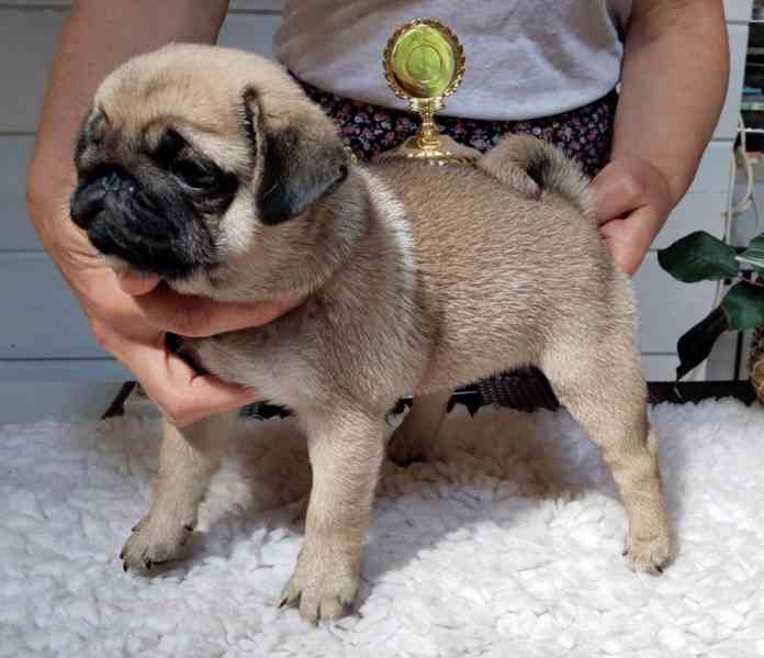 Vytírá štěňata k adopci a k ​​přemístění - foto 1