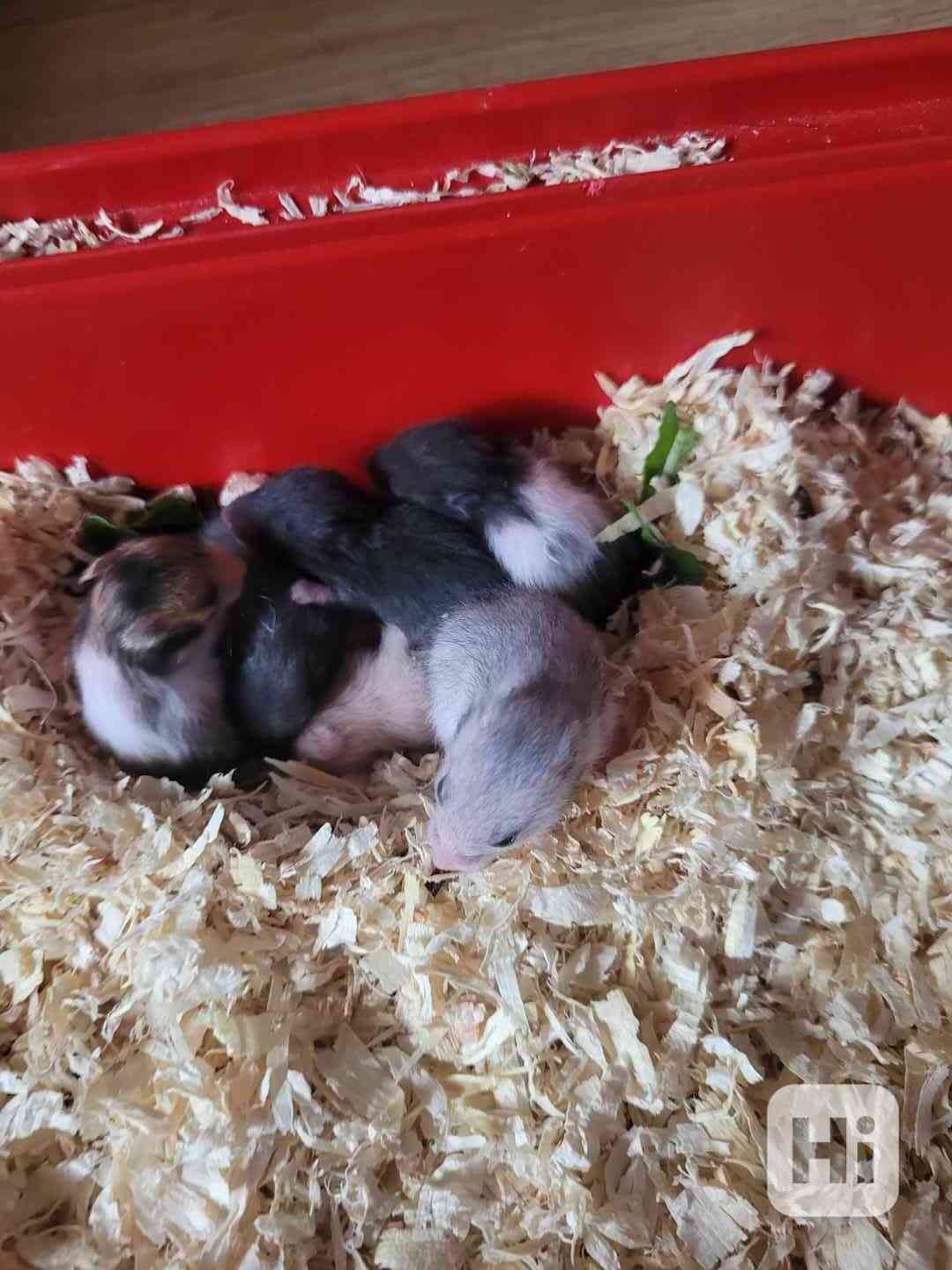 Křeček syrský - foto 1