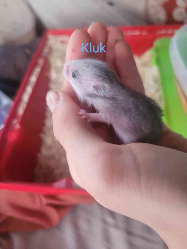 Křeček syrský - foto 3
