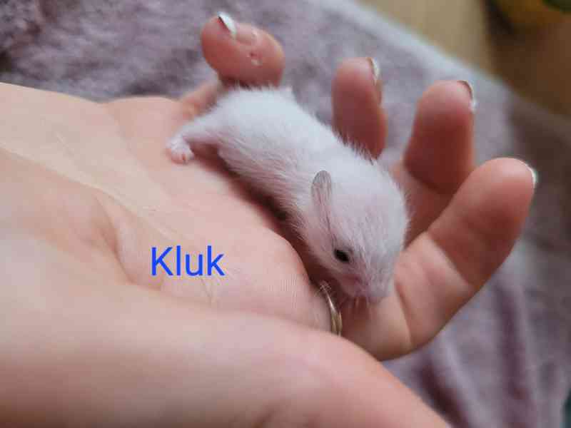 Křeček syrský - foto 10