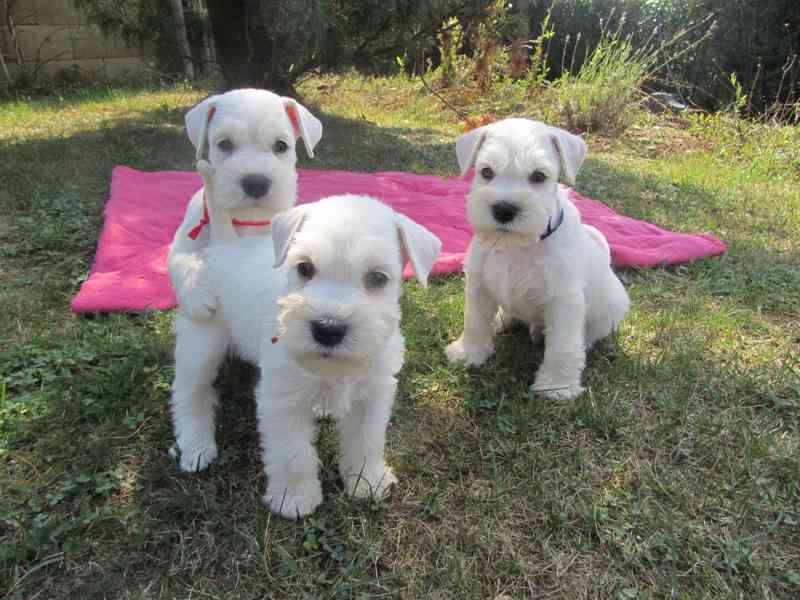 Knírač malý bílý - foto 20
