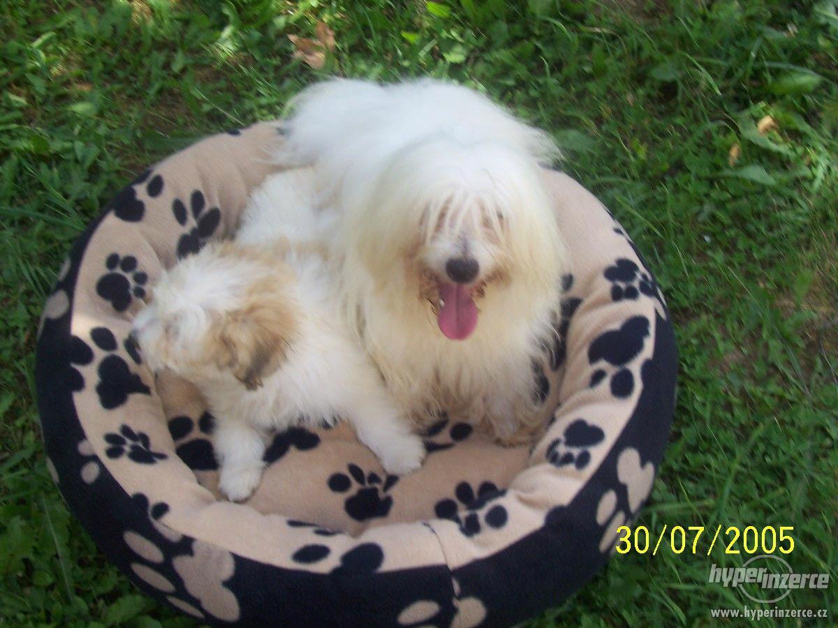 Coton de Tuléar - foto 1