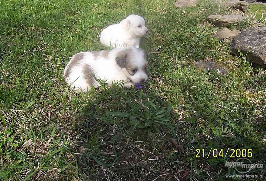 Coton de Tuléar - foto 3