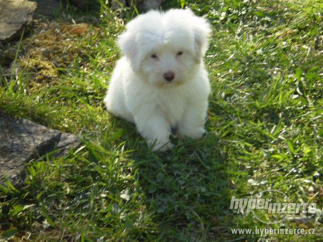 Coton de Tuléar - foto 6