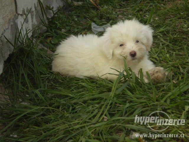 Coton de Tuléar - foto 7