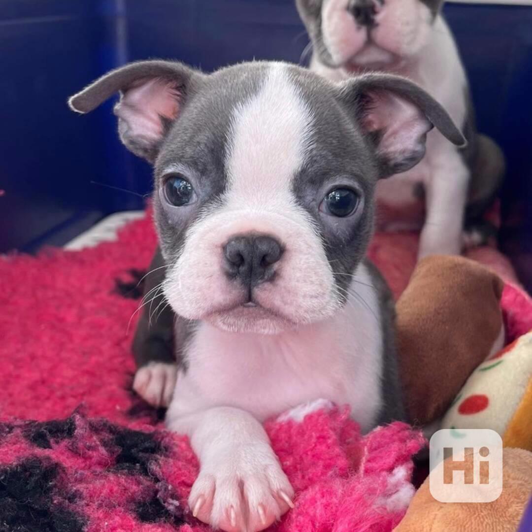 Štěně bostonského teriéra k adopci - foto 1