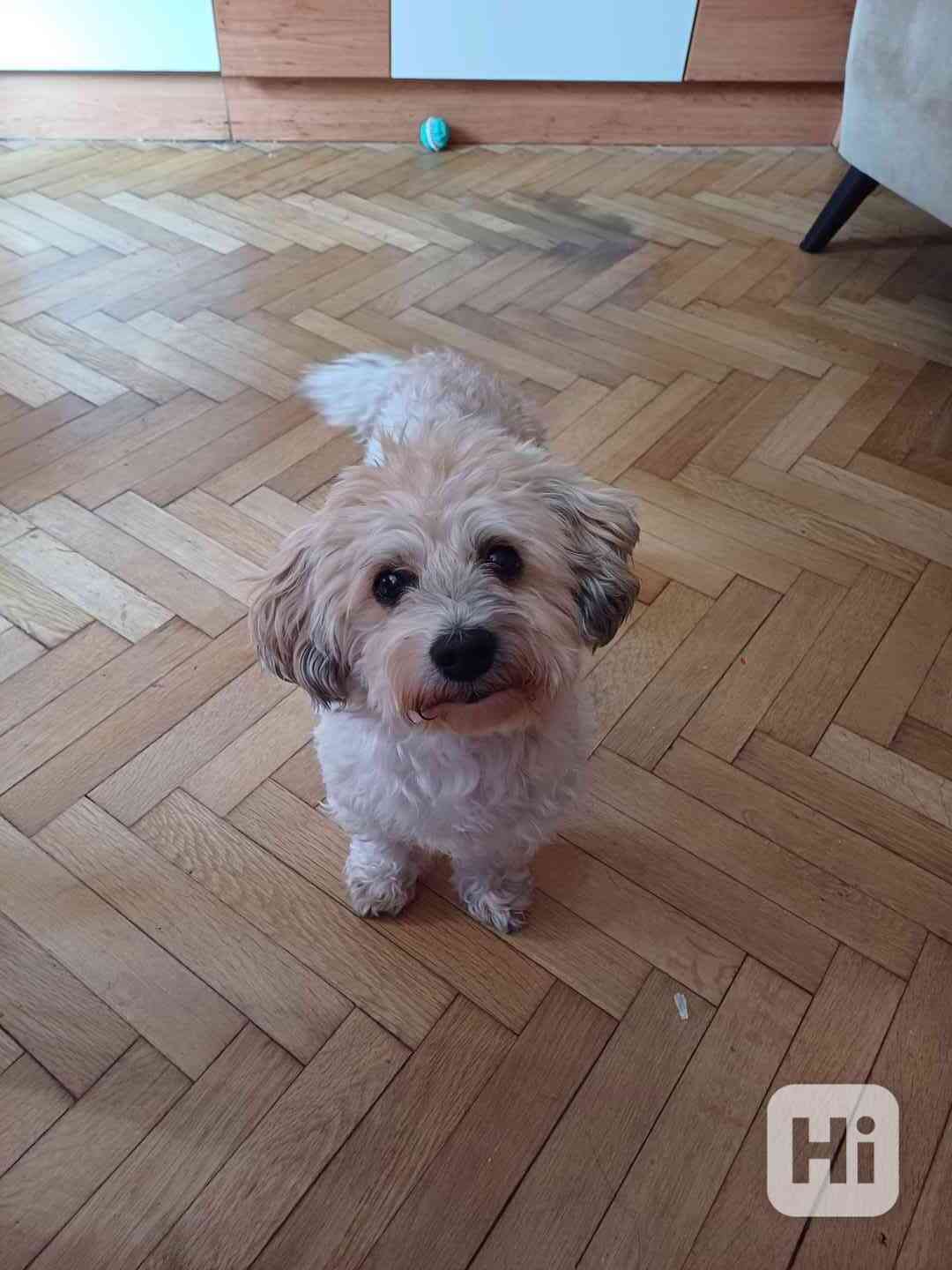 Havanský psík, krytí - foto 1