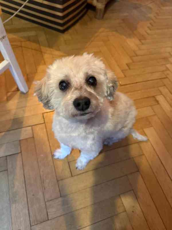 Havanský psík, krytí - foto 2