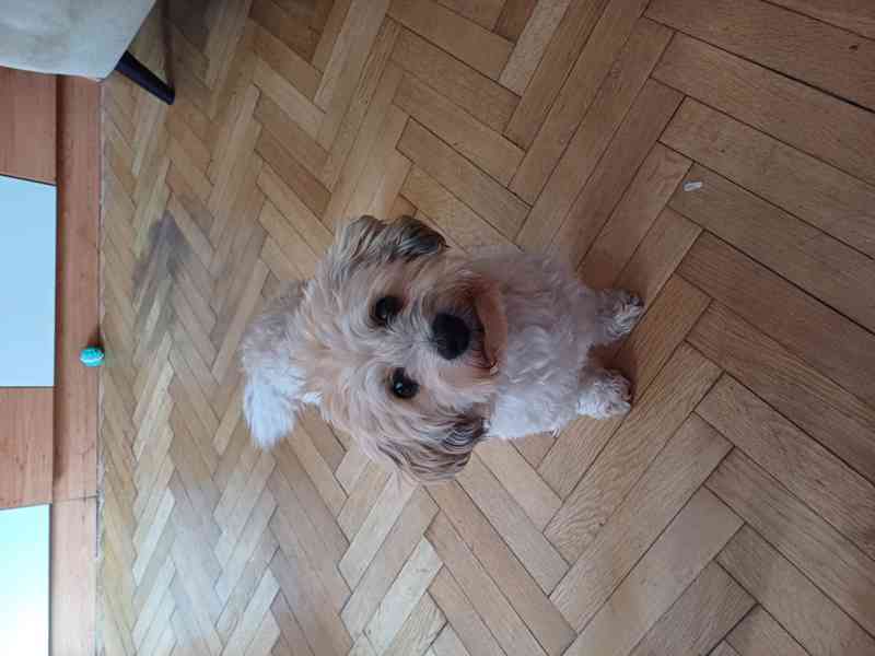 Havanský psík, krytí - foto 1