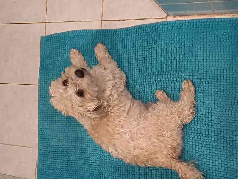 Havanský psík, krytí - foto 3