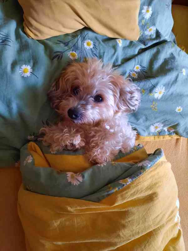 Havanský psík, krytí - foto 5