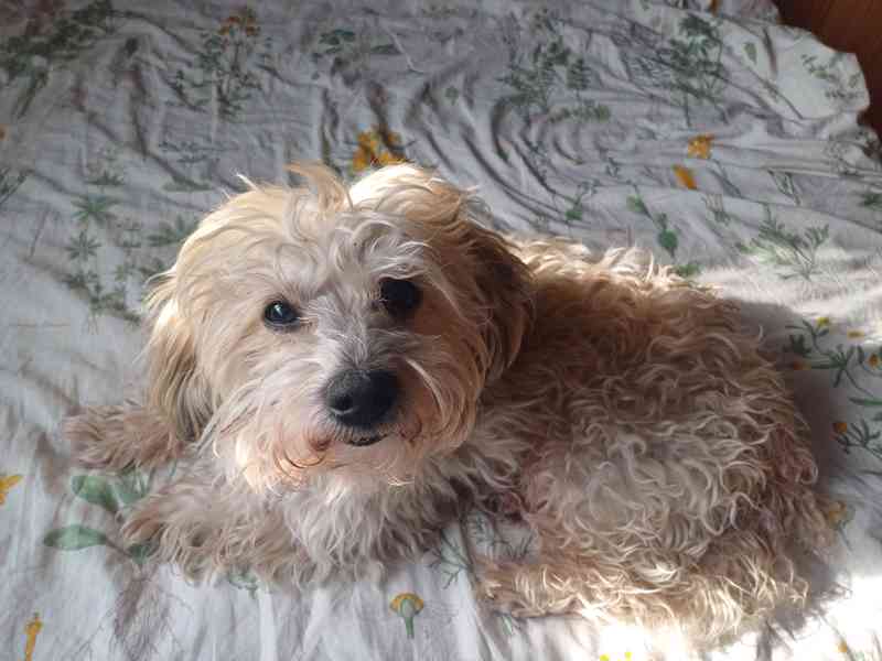 Havanský psík, krytí - foto 4