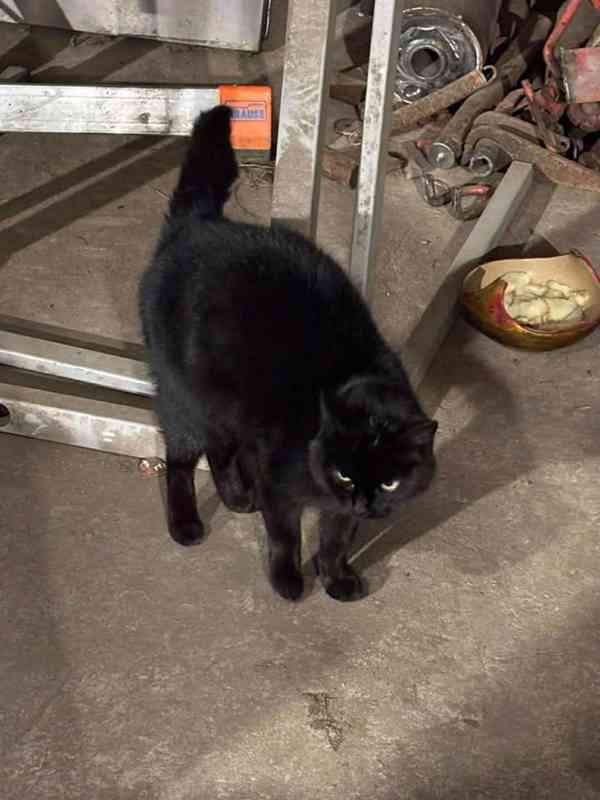 Black panther - foto 2