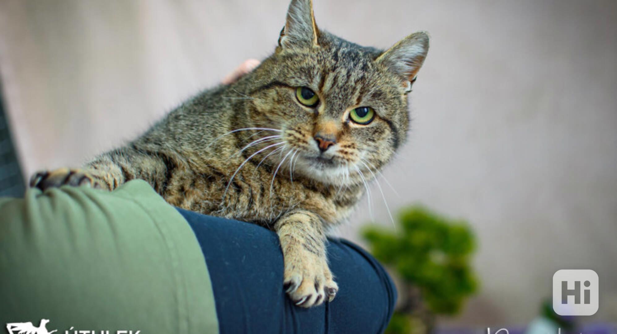 Šábel k adopci  - foto 1