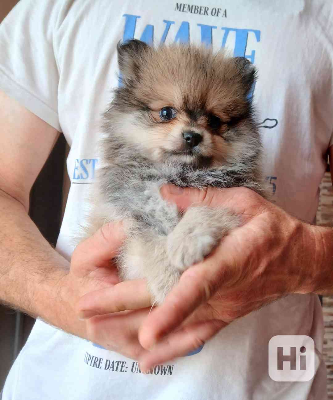 Pomeranian pejsek - foto 1