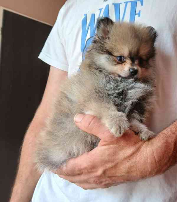 Pomeranian pejsek - foto 2