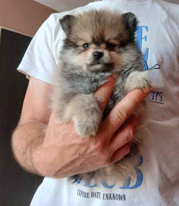 Pomeranian pejsek - foto 3