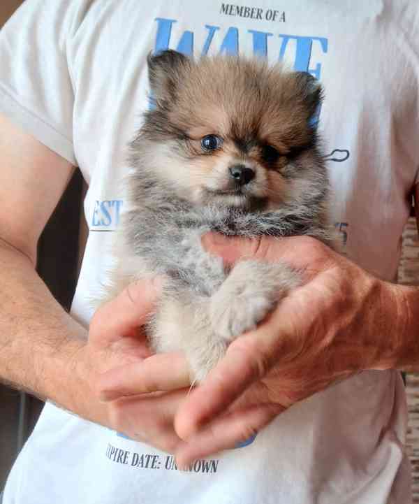 Pomeranian pejsek - foto 1