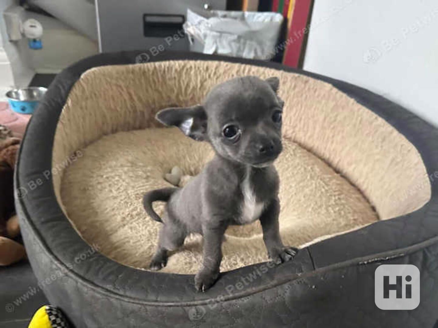 Štěňata čivav WhatsApp: +34 691 11 04 90 - foto 1