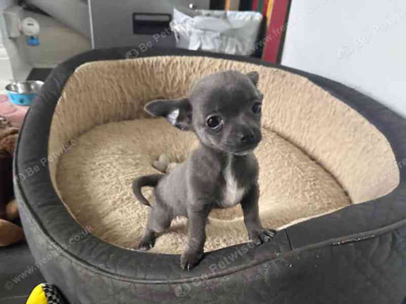 Štěňata čivav WhatsApp: +34 691 11 04 90 - foto 1