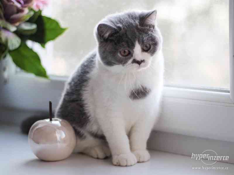 Britské kotě s průkazem původu (k odběru) - foto 2