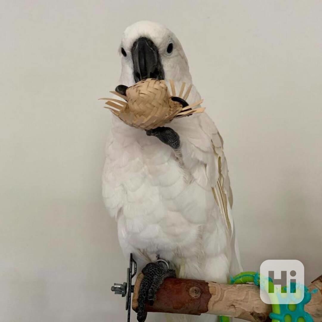 Krásný papoušek kakadu deštníkového odchovaný doma k adopci - foto 1