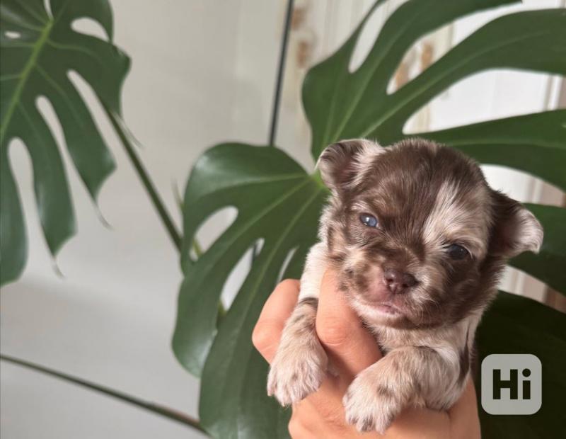 Čivava dlouhosrstá/1 fialová holčička, modrooký merle pejsek - foto 1