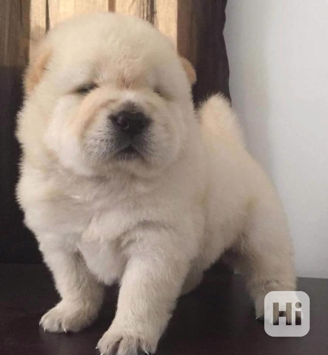 Milující štěňata čau-čau k nastěhování  Milující štěňata čau - foto 1