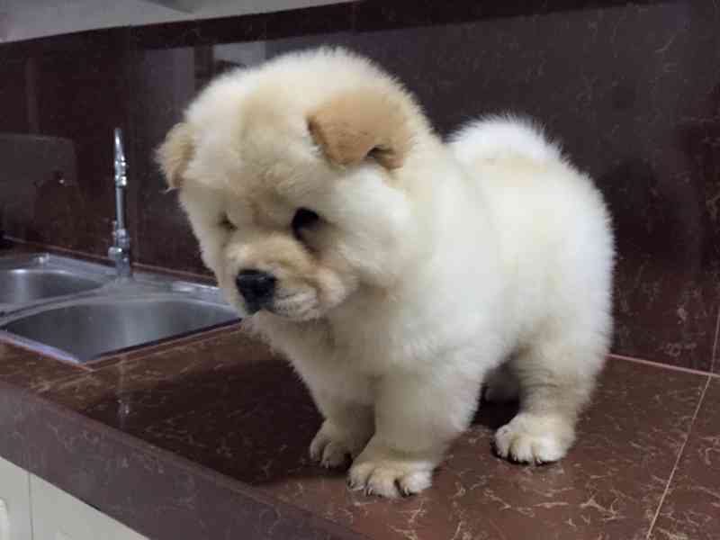 Milující štěňata čau-čau k nastěhování  Milující štěňata čau - foto 3