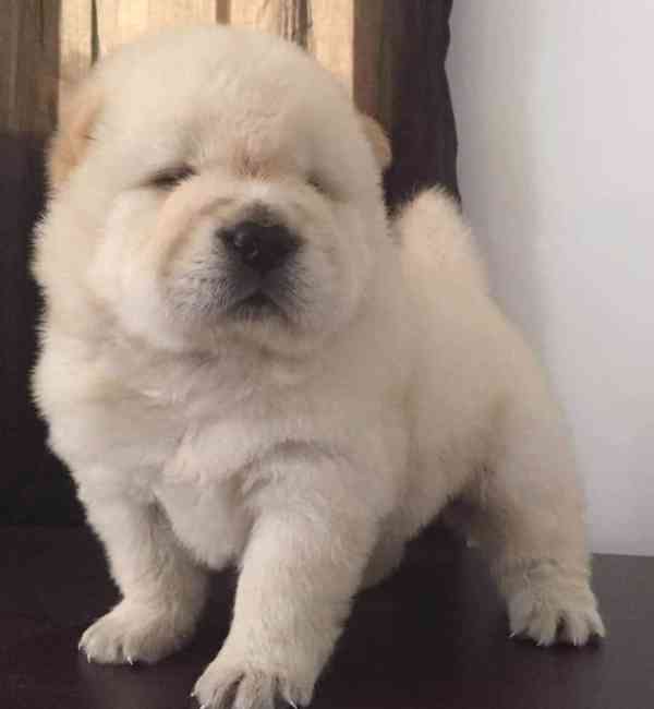 Milující štěňata čau-čau k nastěhování  Milující štěňata čau - foto 1