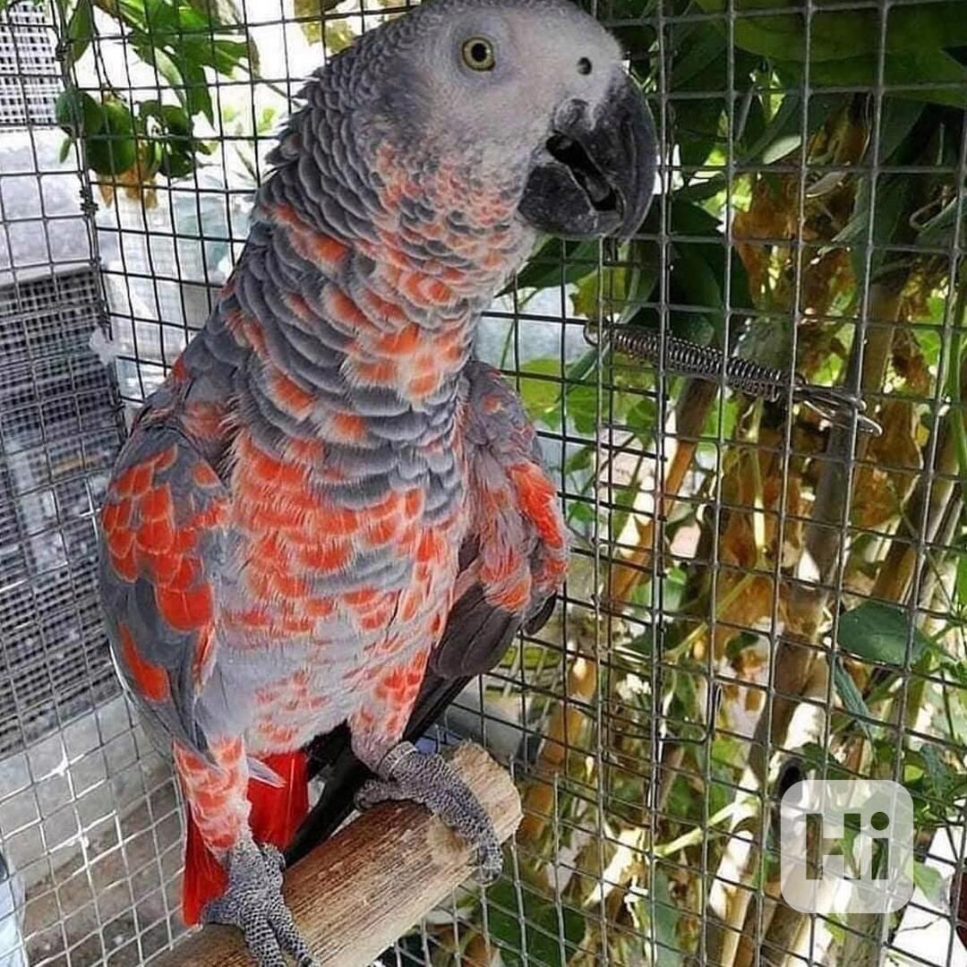 Prodám krásné papoušky arové  - foto 1