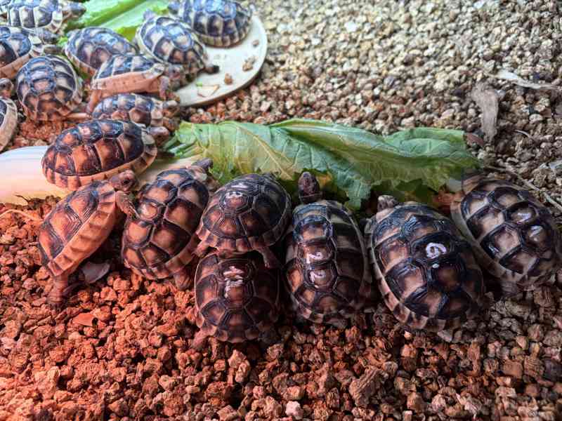 želva suchozemská - Testudo marginata - foto 4