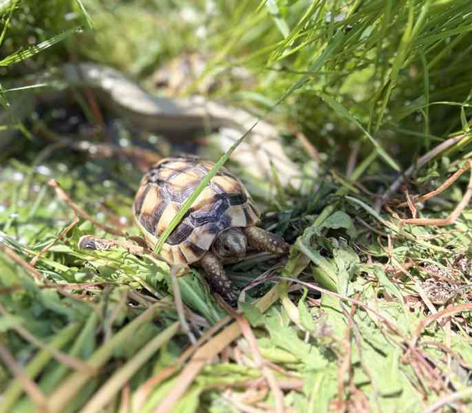želva suchozemská - Testudo marginata - foto 5