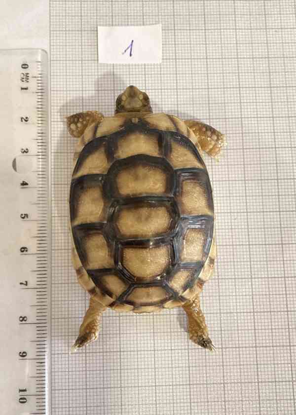 želva suchozemská - Testudo marginata - foto 2