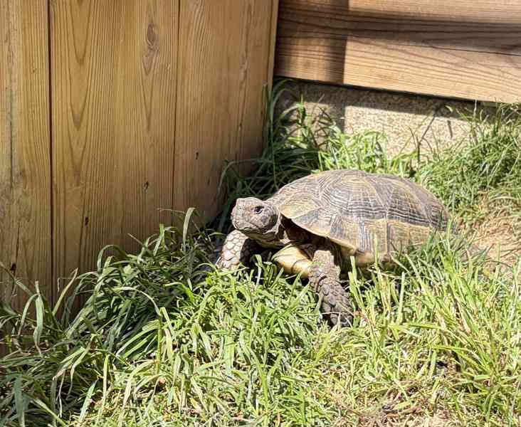 želva suchozemská - Testudo marginata - foto 3