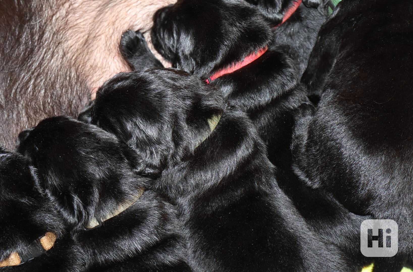 Labradorský retrívr-černá štěňátka s PP - foto 1
