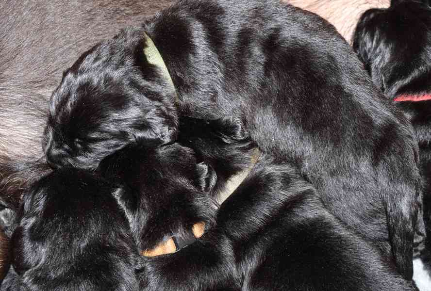 Labradorský retrívr-černá štěňátka s PP - foto 2