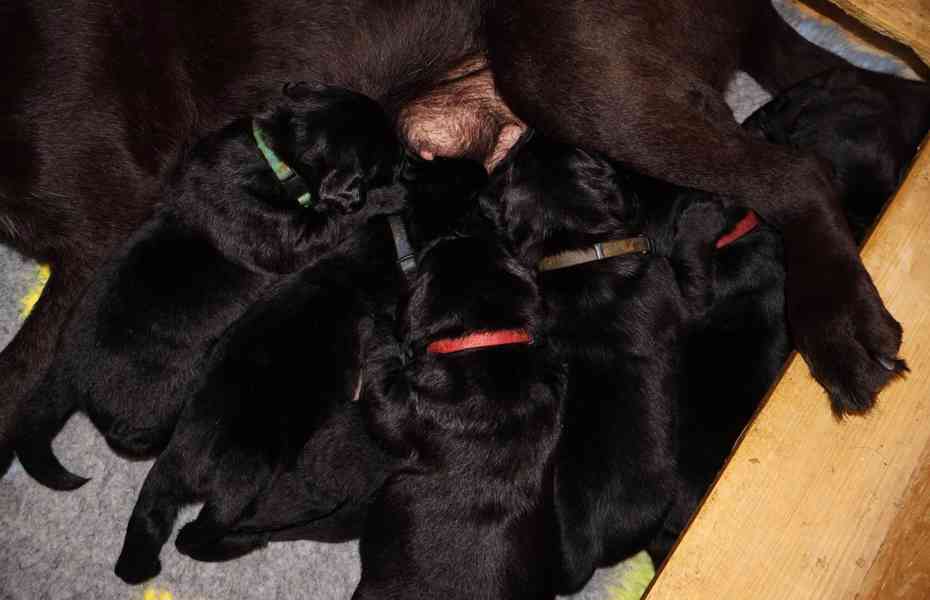 Labradorský retrívr-černá štěňátka s PP - foto 4