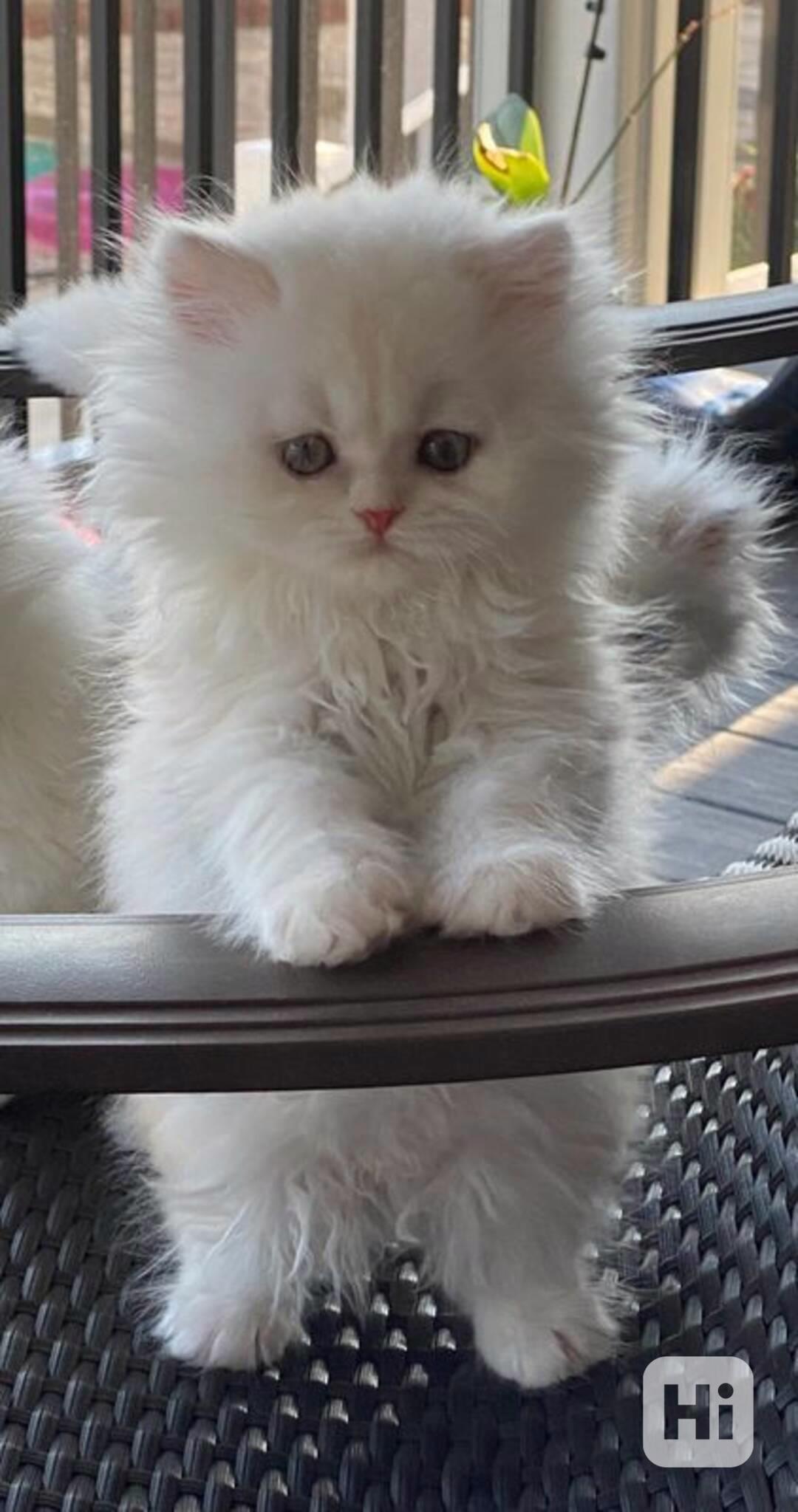  Zdarma perská koťátka k adopci  - foto 1