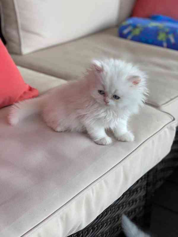  Zdarma perská koťátka k adopci  - foto 2